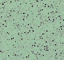 Линолеум Mipolam Elegance El5 0355 Green фото 1 | FLOORDEALER